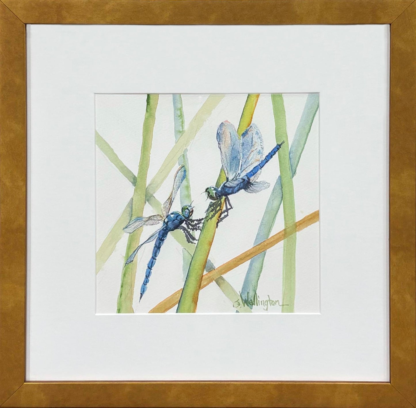 Dragonfly Dialogue