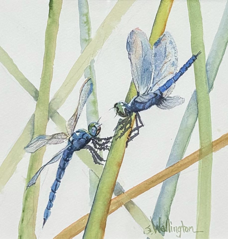 Dragonfly Dialogue