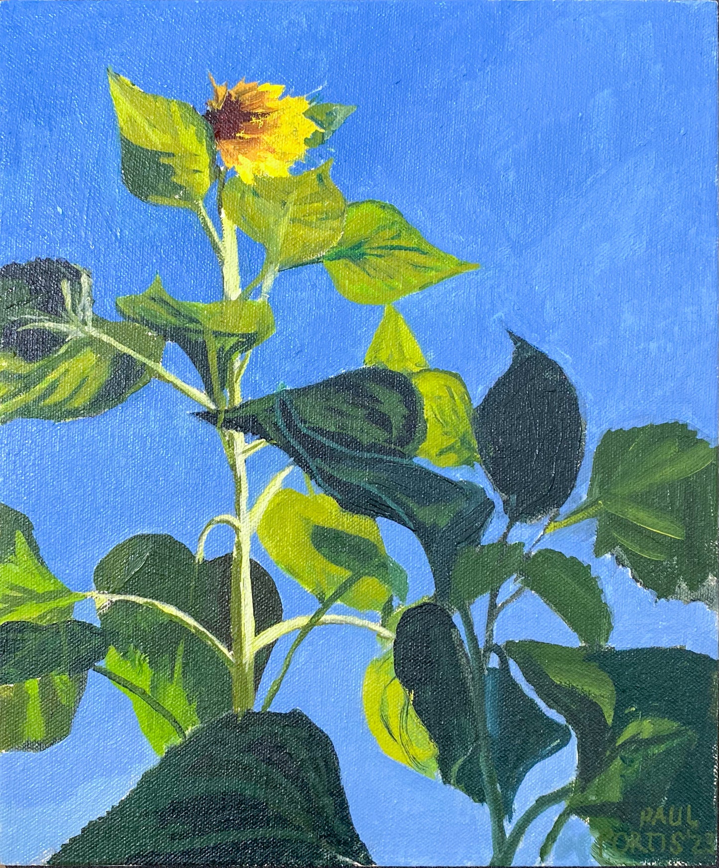 Dusk Sunflower