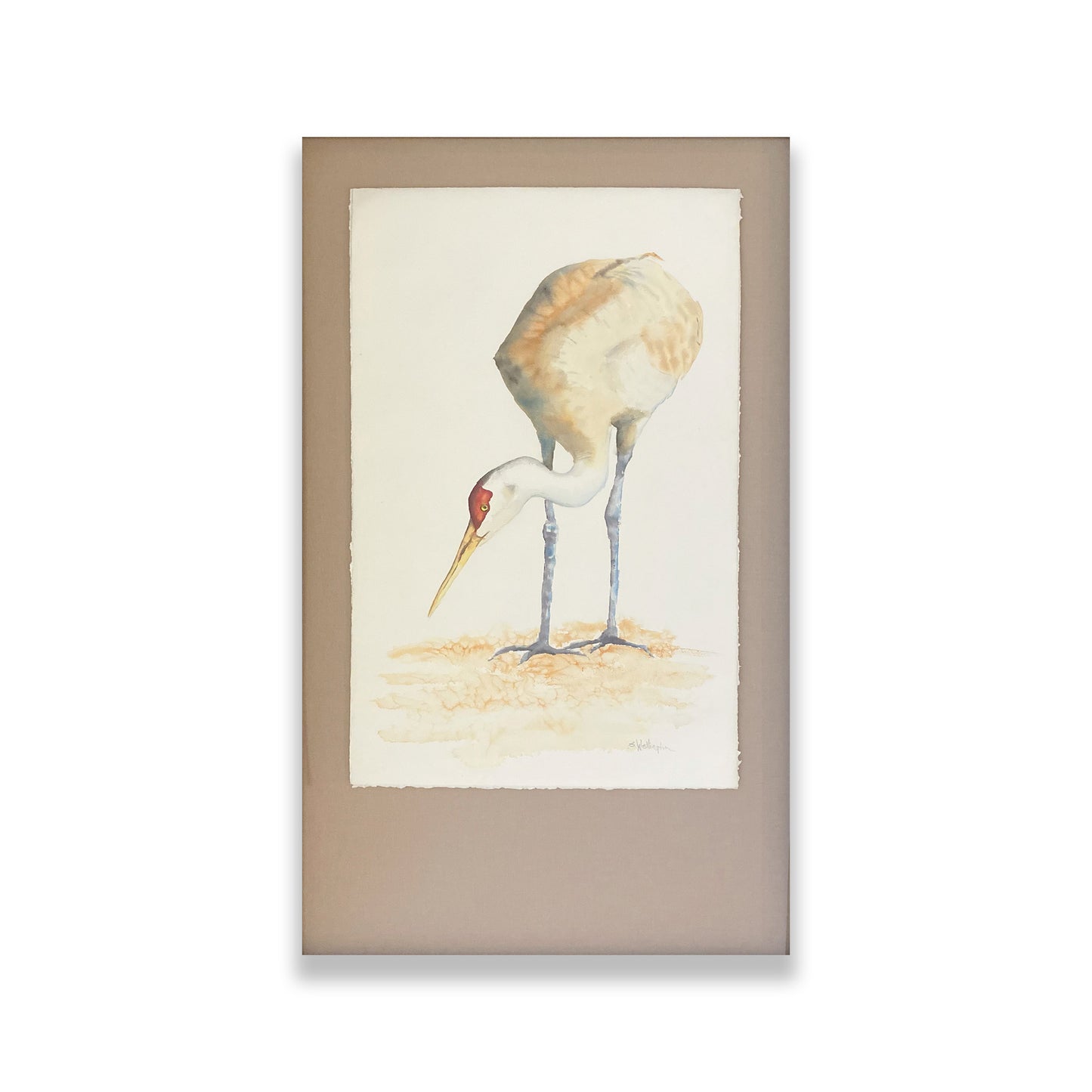 Sandhill Crane
