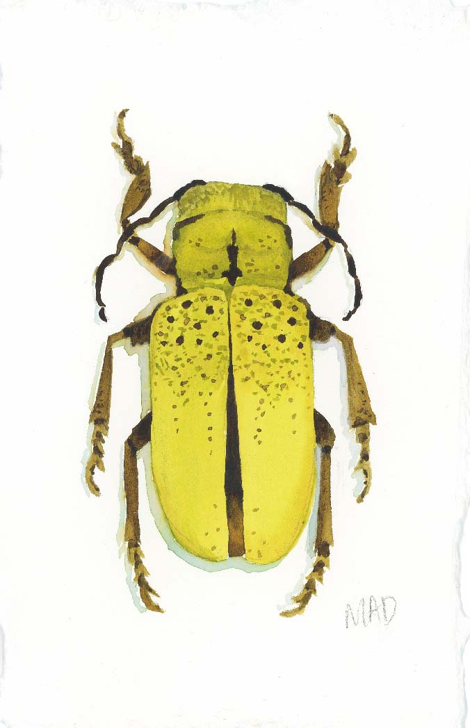Chartreuse Beetle