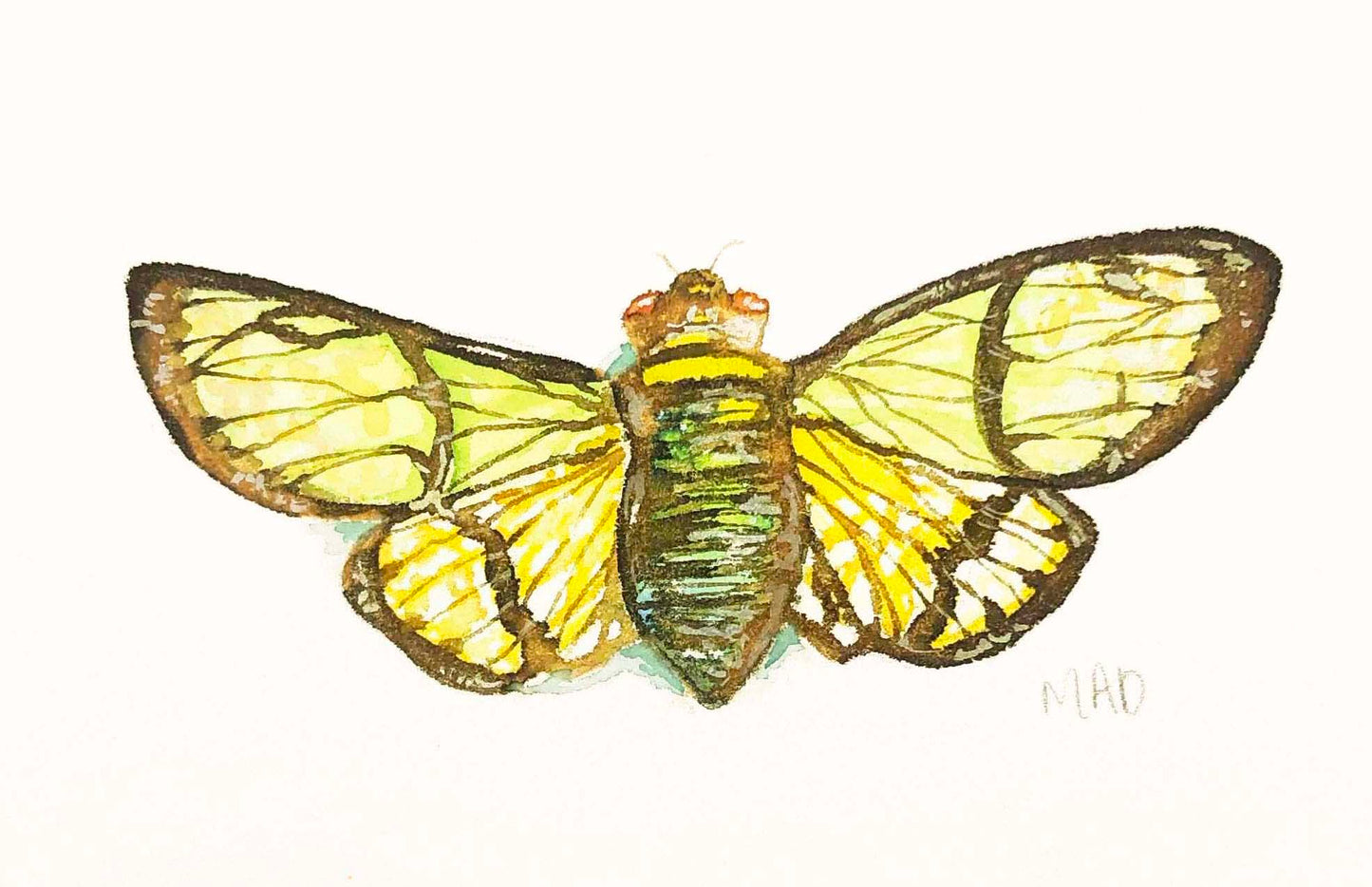 Cicada III