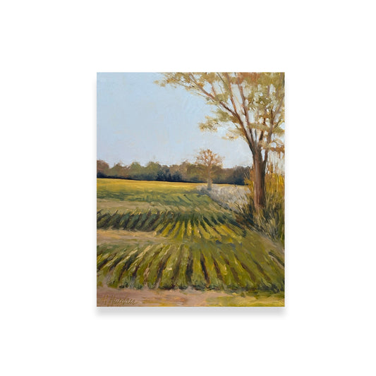 Dani Marie's Field