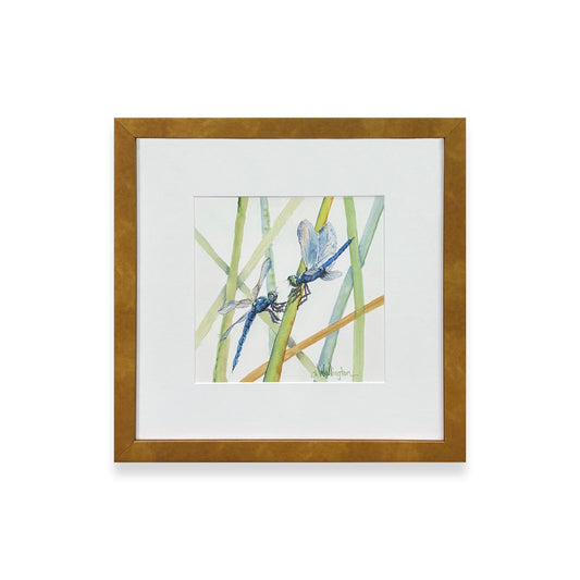 Dragonfly Dialogue