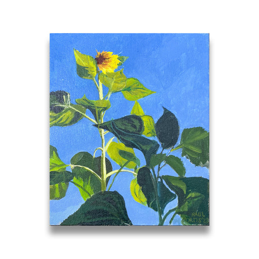 Dusk Sunflower