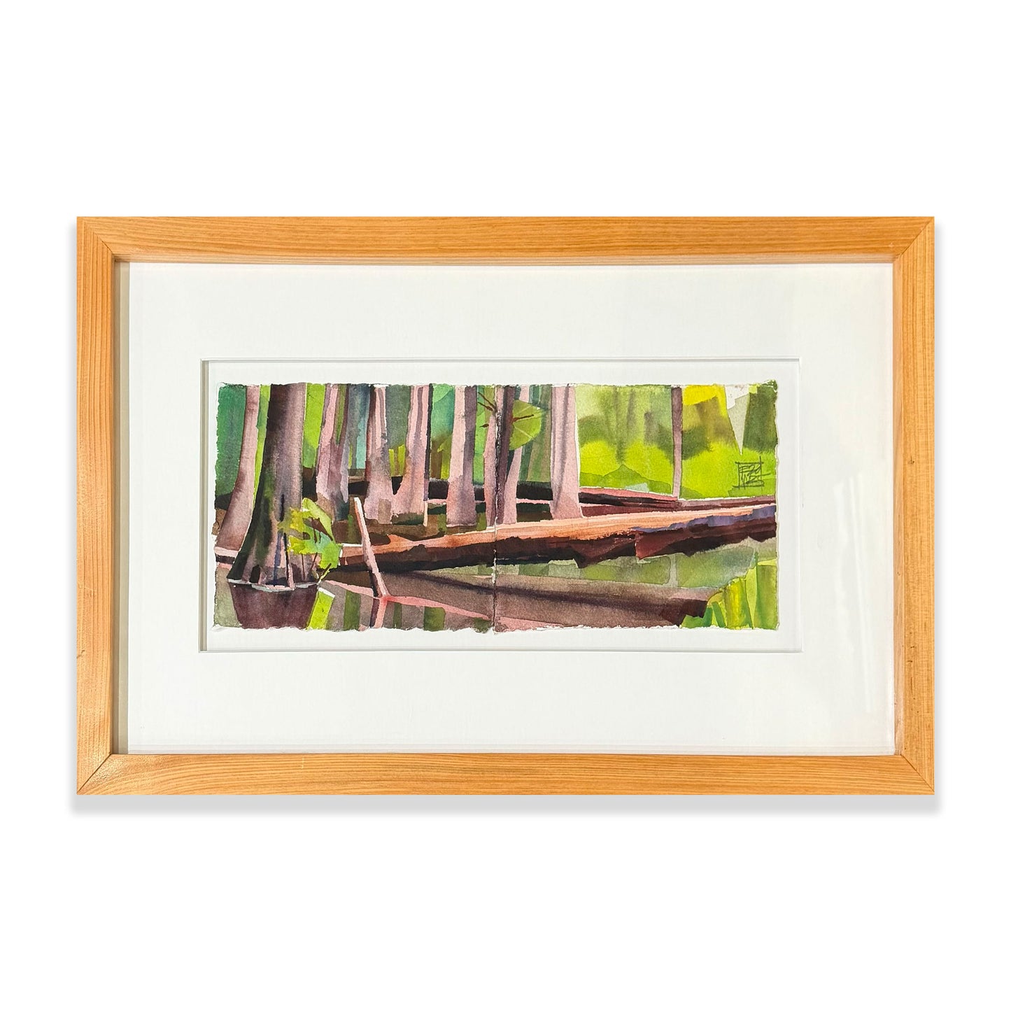 Fallen Cypress/ Chakchiuma Swamp/ May