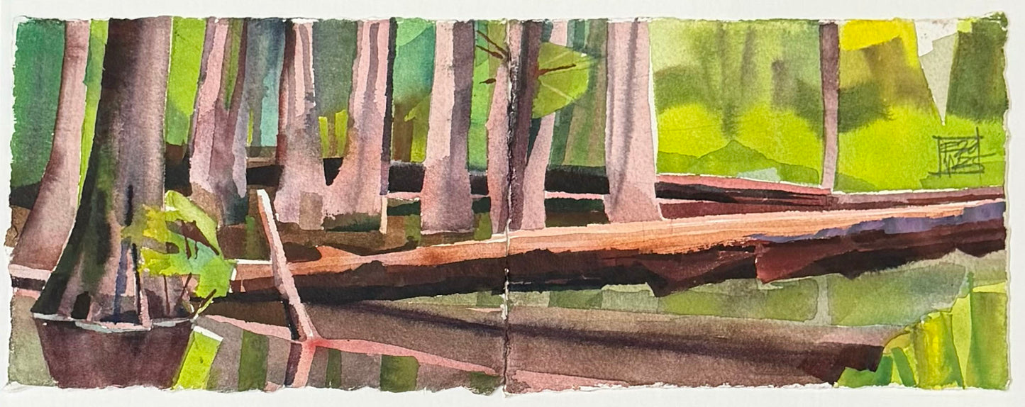 Fallen Cypress/ Chakchiuma Swamp/ May