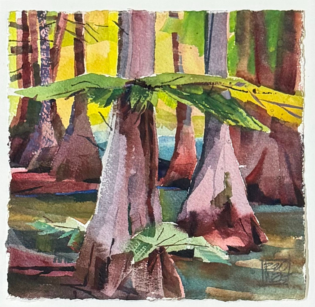 High Summer Cypress/ Chakchiuma Swamp/ August