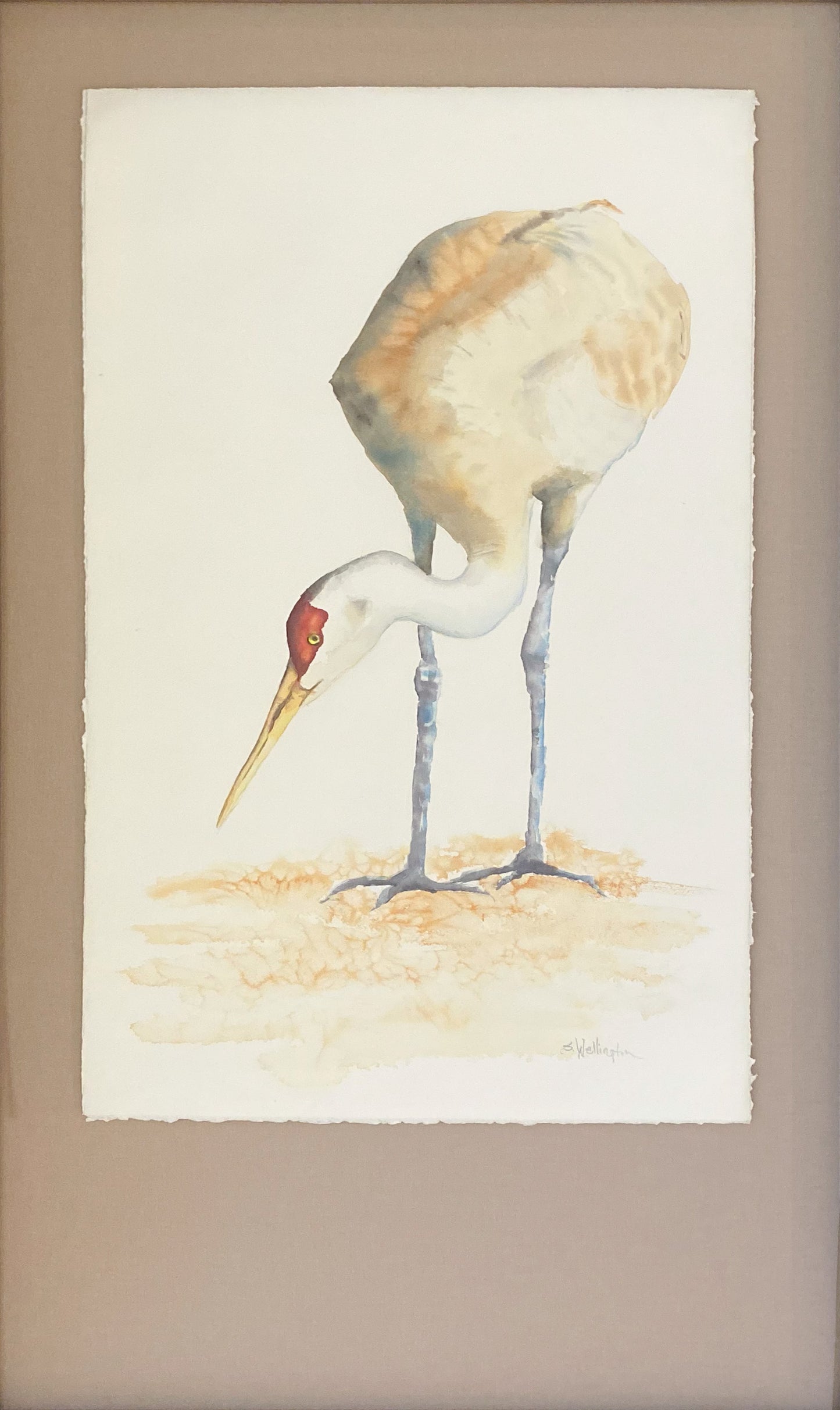 Sandhill Crane