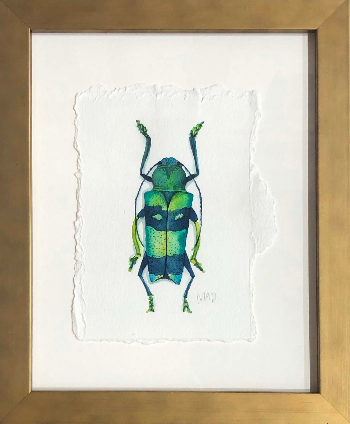Watercolor Collection: Jungle Grass Beetle