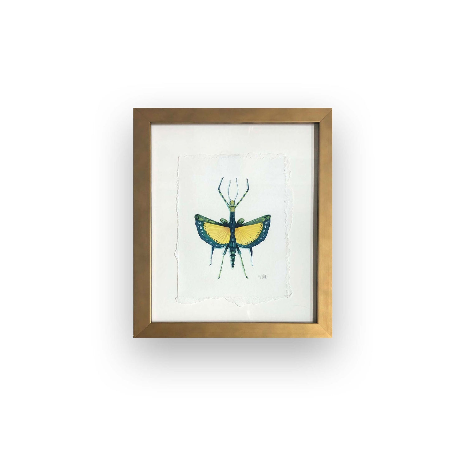 Watercolor Collection: Juniper Stickbug