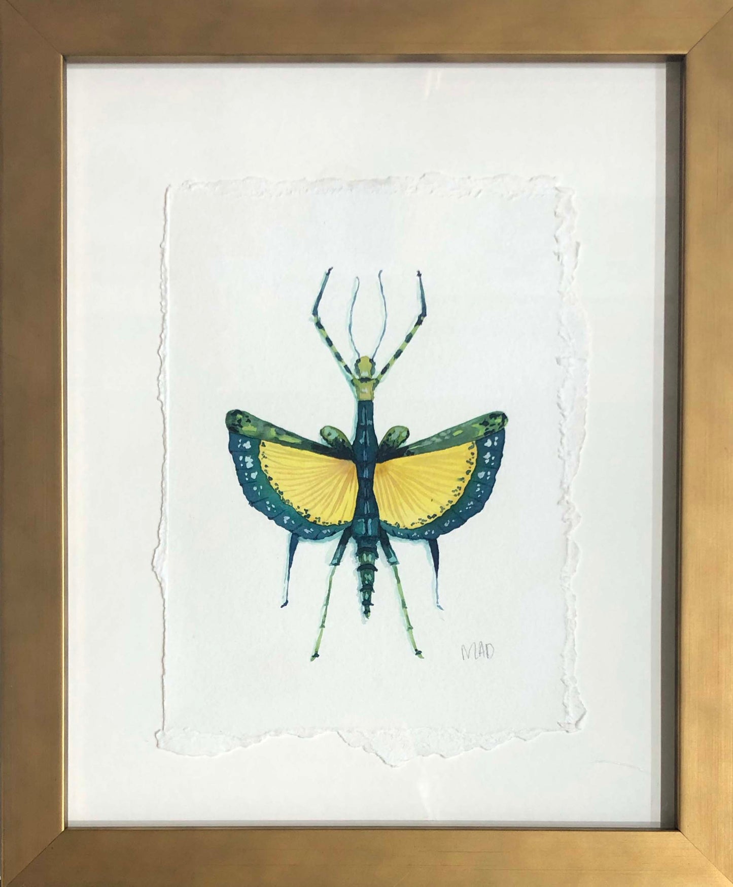 Watercolor Collection: Juniper Stickbug