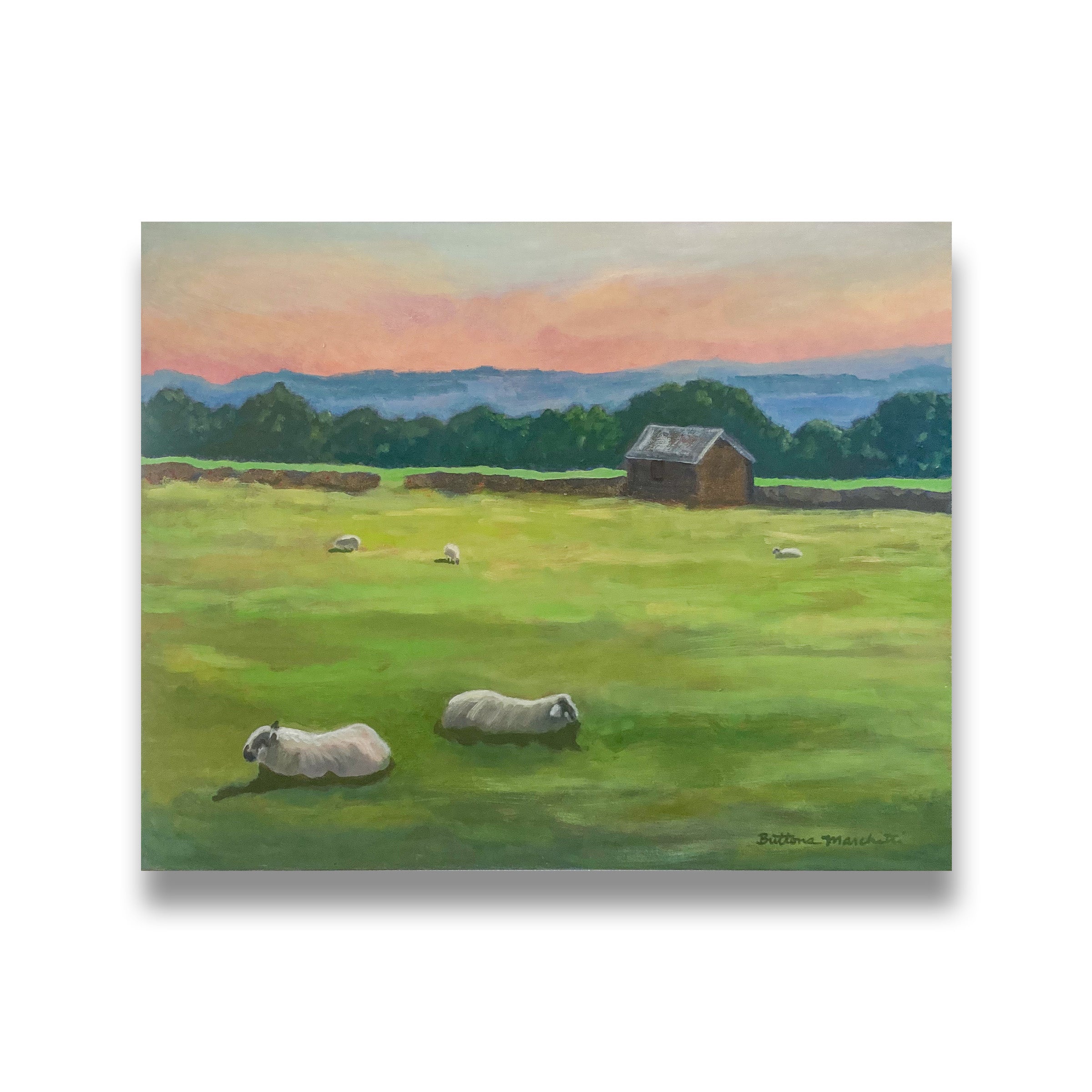 Lambs in Leyburn, England – Caron Gallery