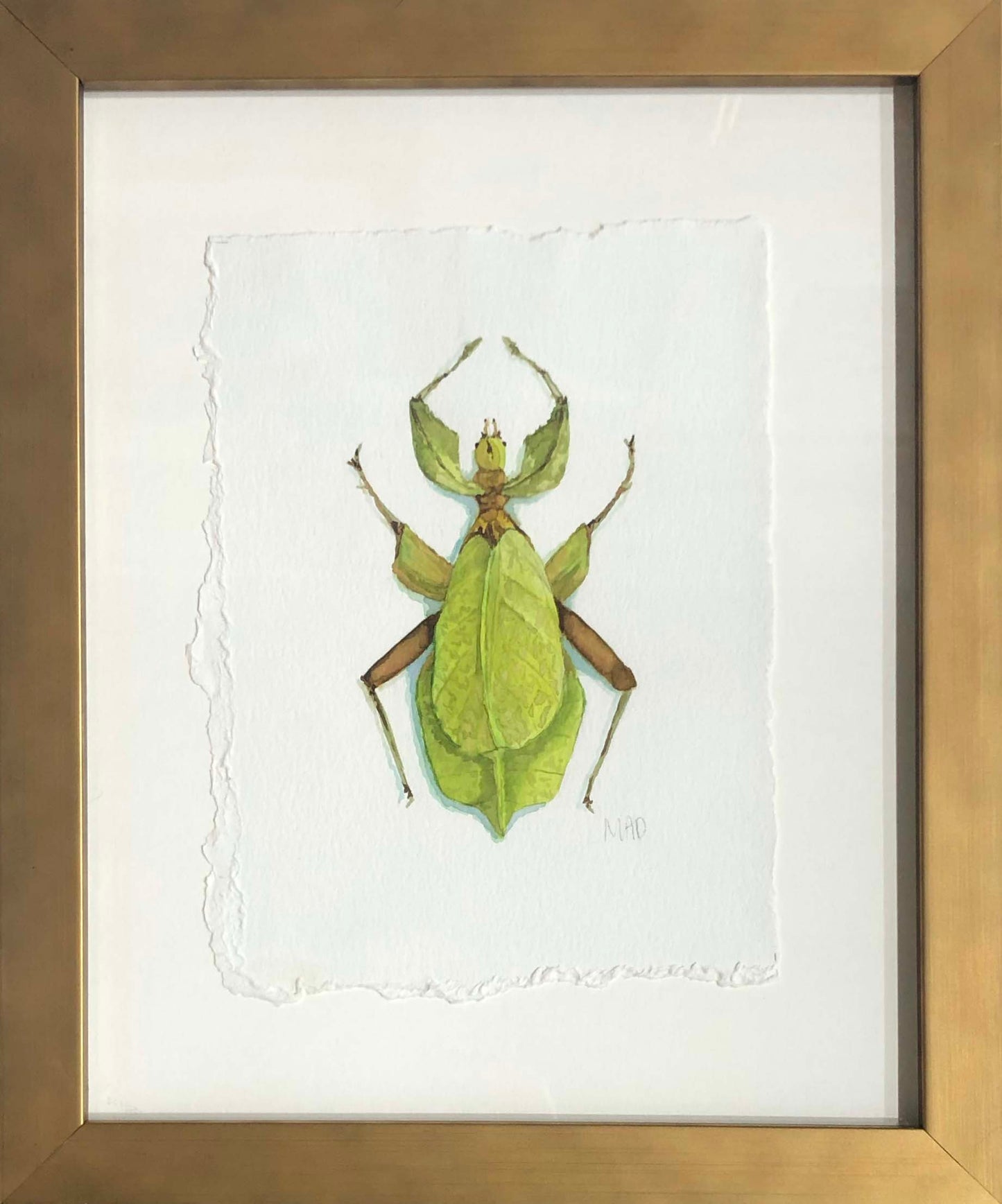 Watercolor Collection: Leafbug