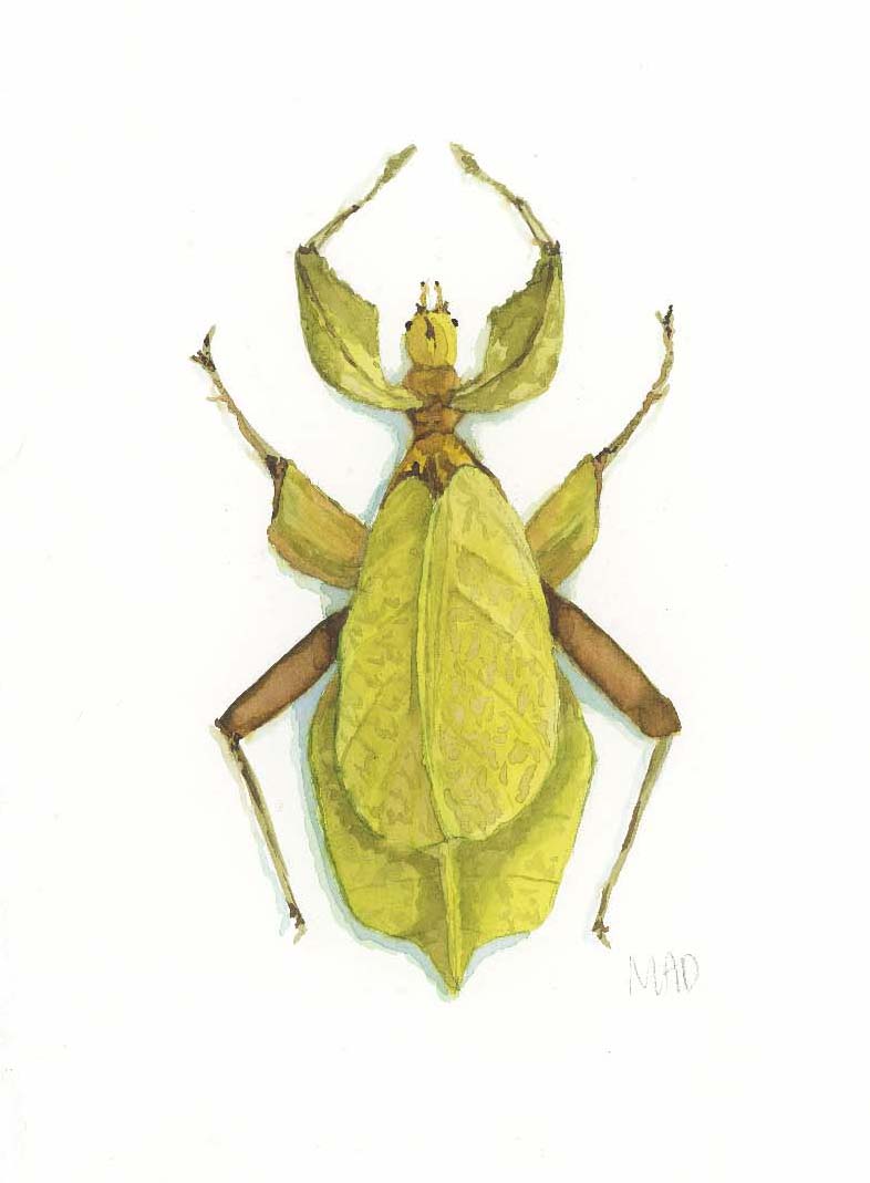 Watercolor Collection: Leafbug