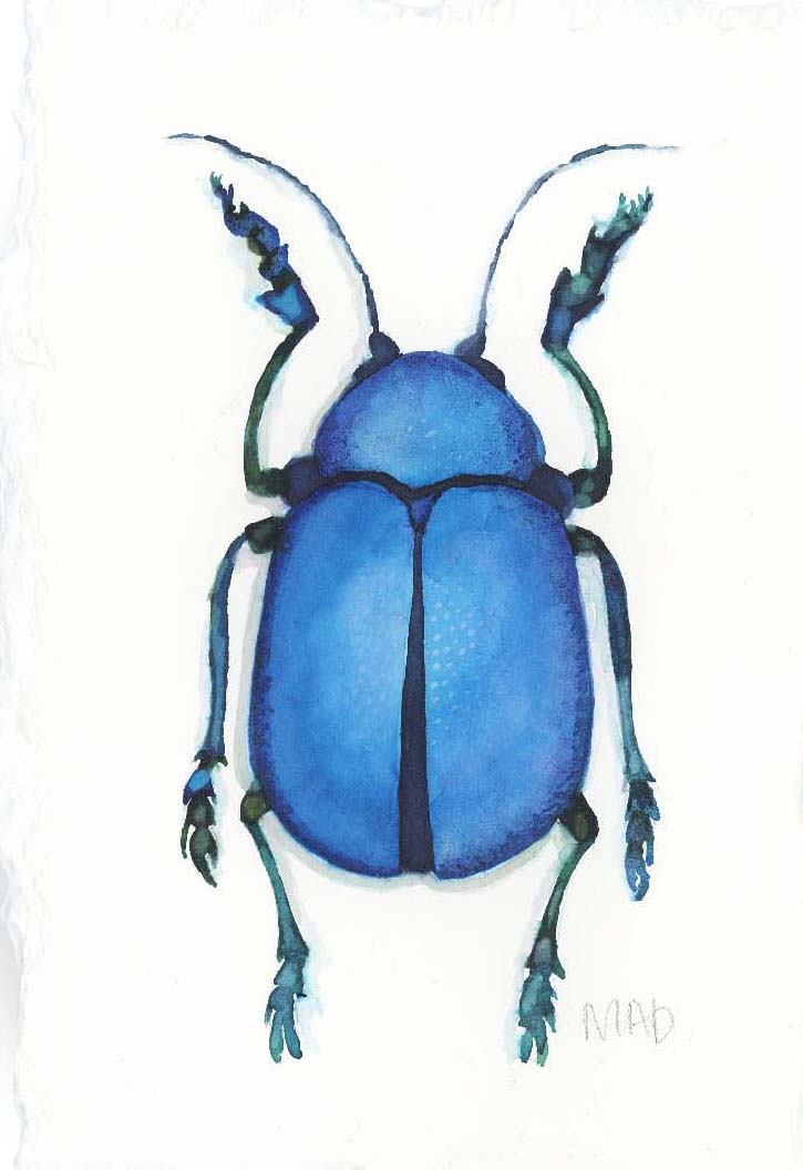 Watercolor Collection: Peacock Beetle