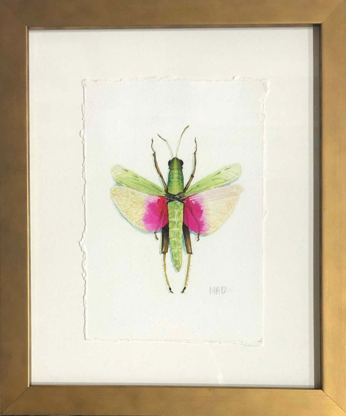 Watercolor Collection: Ricefield Grasshopper