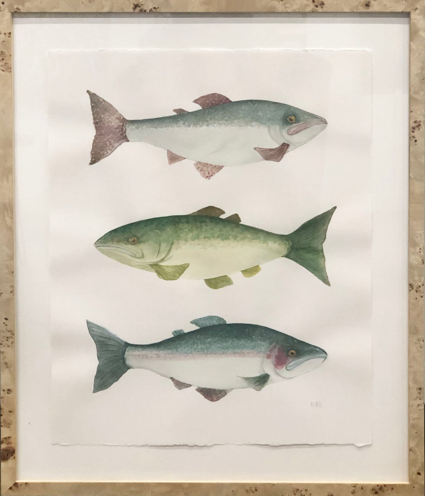 Watercolor Collection:  Fish Trio