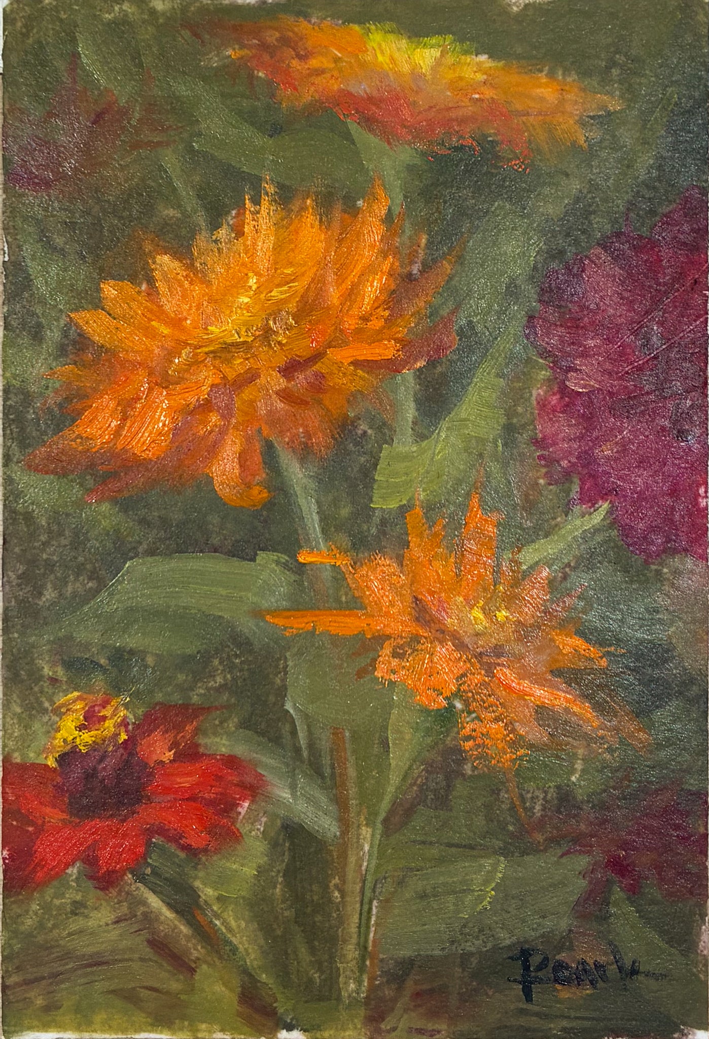 Zinnia I