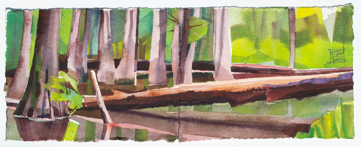 Fallen Cypress/ Chakchiuma Swamp/ May